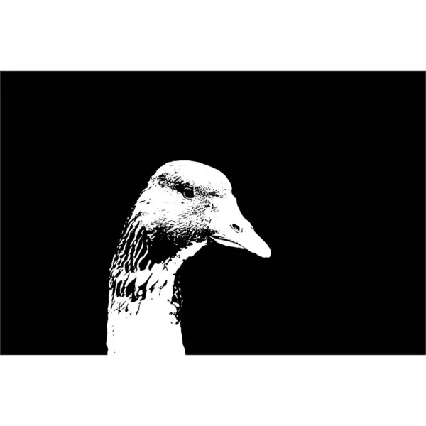 Image Artistique Ornée Animal Aux Couleurs Noir Blanc Optique — Photo