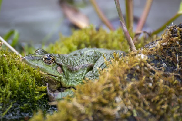 Frosch Ein Schöner Frosch Sitzt Einem Gartenteich — Stockfoto