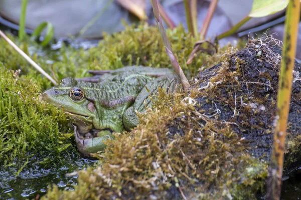 カエル 美しいカエルが庭の池に座っている — ストック写真