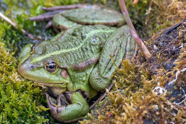 Frog Beautiful Frog Sitting Garden Pond — Stock Photo, Image