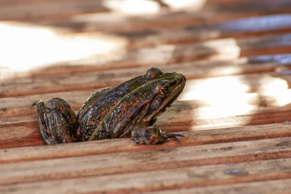 Frog Beautiful Frog Sitting Garden Pond — Stock Photo, Image