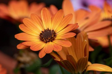 Aster, baharda bahçede güzel bir çiçeğe yaklaş.