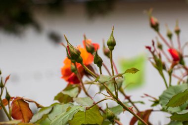 Rose, baharda bahçede güzel bir çiçeğe yaklaş.
