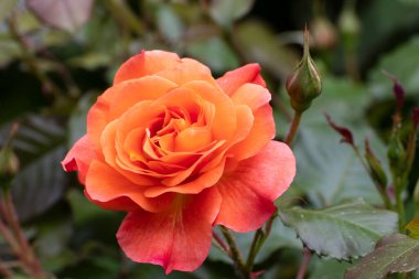 Rose, baharda bahçede güzel bir çiçeğe yaklaş.