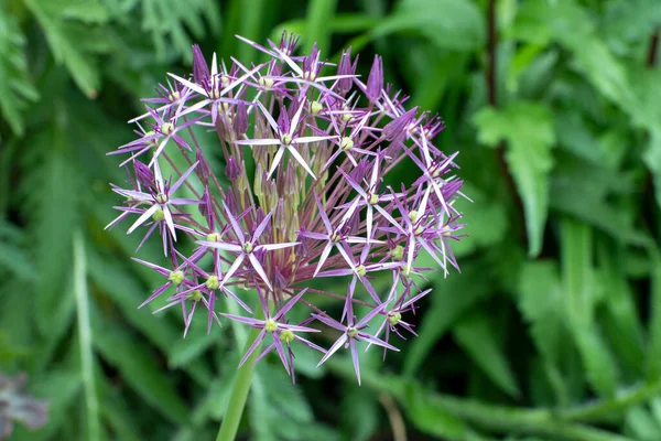 Närbild Vacker Blomma Trädgården Våren — Stockfoto