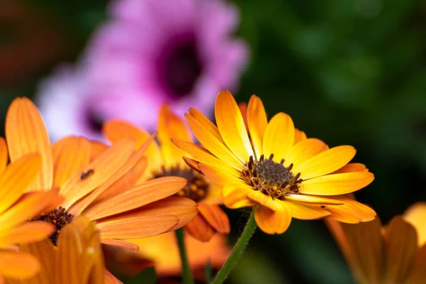 Aster Gros Plan Une Belle Fleur Dans Jardin Printemps — Photo