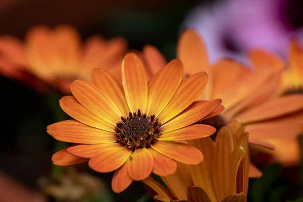 Aster Zblízka Krásné Květiny Zahradě Jaře — Stock fotografie