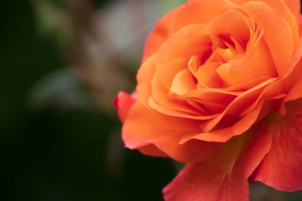 Rose Close Beautiful Flower Garden Spring Time — Stock Photo, Image