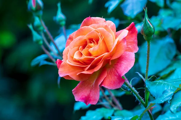 Rose Närbild Vacker Blomma Trädgården Våren — Stockfoto