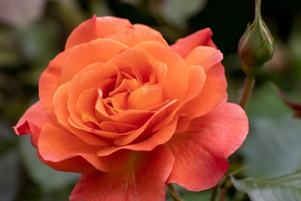 Rose Close Beautiful Flower Garden Spring Time — Stock Photo, Image