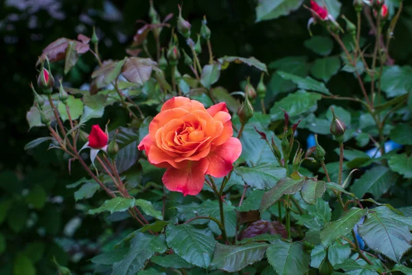 Ρόουζ Κλείσε Ένα Όμορφο Λουλούδι Στον Κήπο Την Άνοιξη — Φωτογραφία Αρχείου