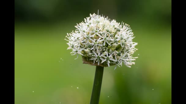 Baharda Bahçede Güzel Beyaz Bir Çiçeğe Yakın Polenler Yıldız Formunda — Stok video