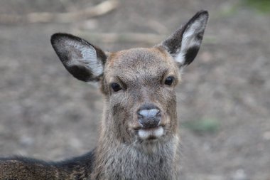 Gündüz vakti ormandaki güzel kızıl geyiğe yaklaş.