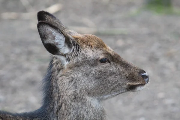 Close Beautiful Red Deer Forest Day Time — Stock Photo, Image