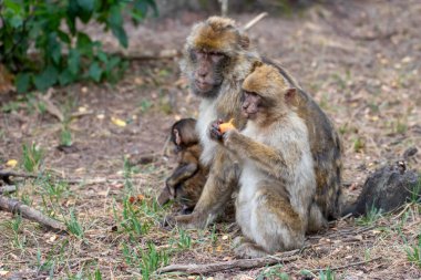 Almanya 'da bir hayvan parkında maymun ailesine yakın durun.