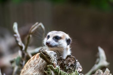 Almanya 'da bir hayvan parkında bir mirketin yakınında.