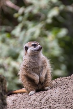 Almanya 'da bir hayvan parkında bir mirketin yakınında.