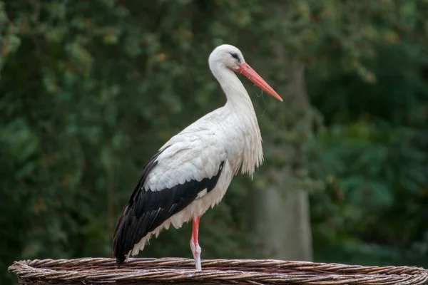 Egy Gólya Közelsége Egy Németországi Állatparkban — Stock Fotó