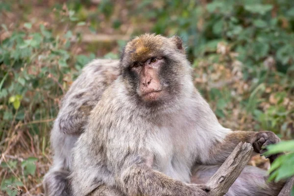 Close up of a monkey family in an animal park in Germany