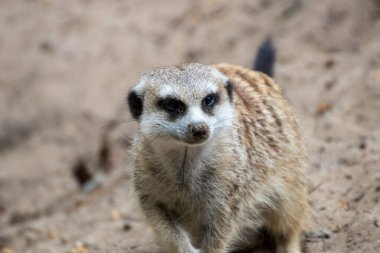 Almanya 'da bir hayvan parkında bir mirketin yakınında.