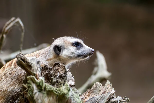 Close Meerkat Animal Park Germany — Stock Photo, Image