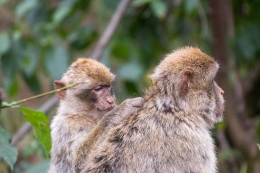 Almanya 'da bir hayvan parkında maymun ailesine yakın durun.