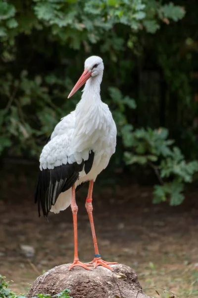 Gros Plan Une Cigogne Dans Parc Animalier Allemagne — Photo