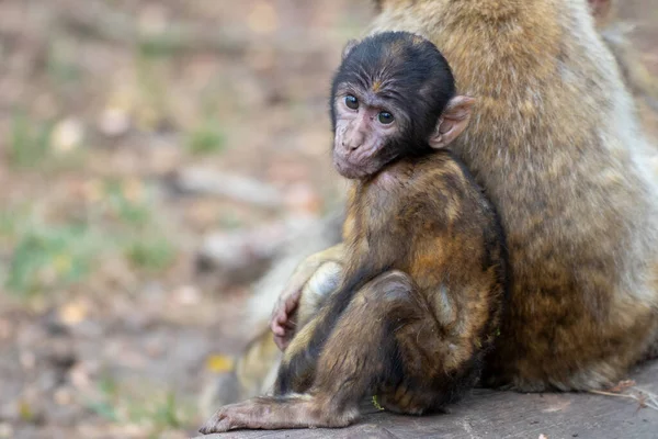 Close up of a monkey family in an animal park in Germany