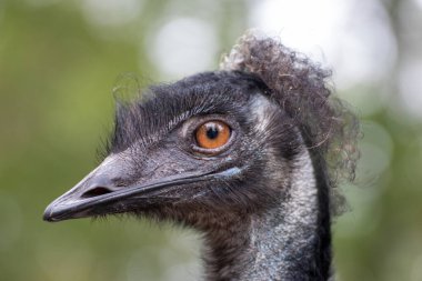 Almanya 'da bir hayvan parkında devekuşuna yakın.