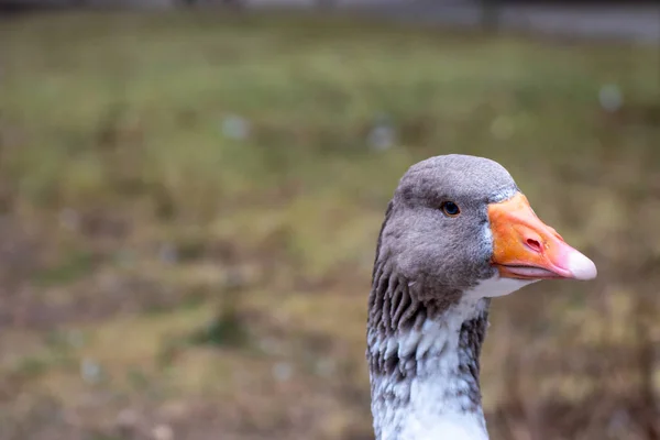 Gros Plan Une Seule Oie Dans Parc Animalier Allemagne — Photo