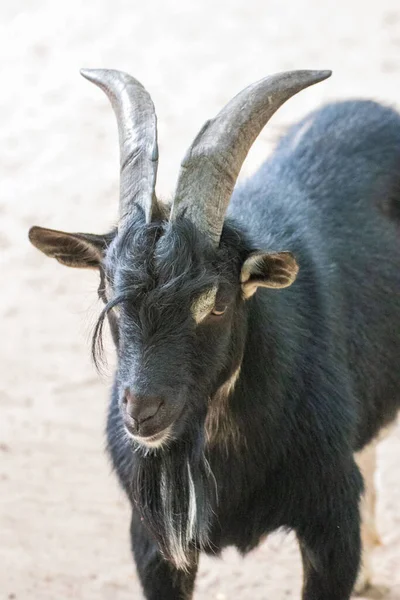 Close Van Een Enkele Geit Een Dierenpark — Stockfoto