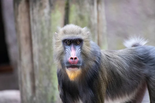 Close Macaco Parque Animais Alemanha — Fotografia de Stock