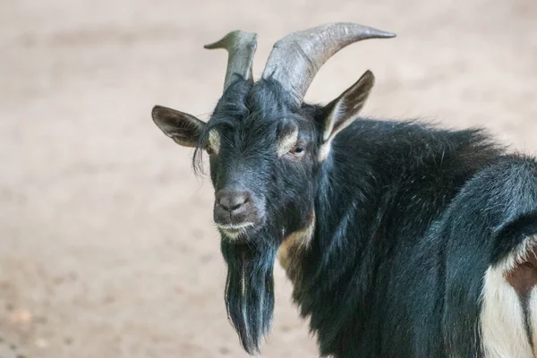 Close Van Een Enkele Geit Een Dierenpark — Stockfoto