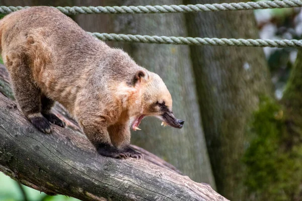 Close Único Coati Parque Animais Alemanha Imagem De Stock