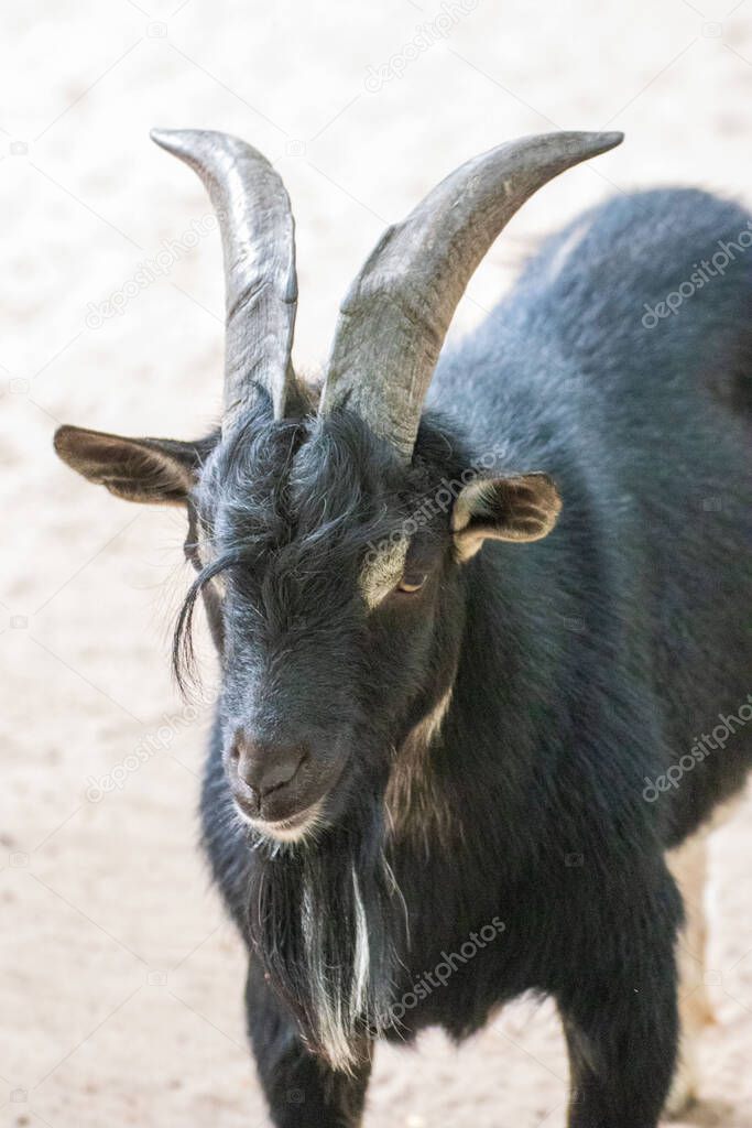 Close up of a single billy goat in an animal park