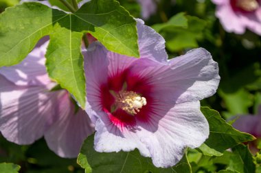 Almanya 'da bir parkta güzel bir çiçeğe yaklaş