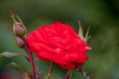 Almanya 'da bir parkta güzel bir çiçeğe yaklaş