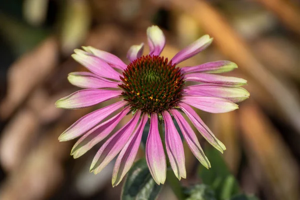 Primer Plano Una Hermosa Flor Parque Alemania — Foto de Stock