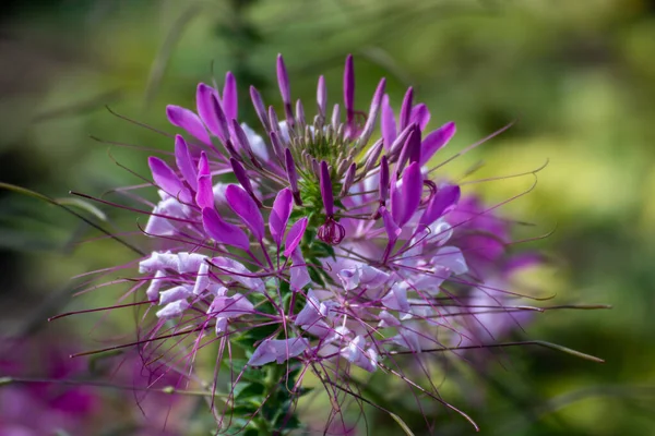 Närbild Vacker Blomma Park Tyskland — Stockfoto