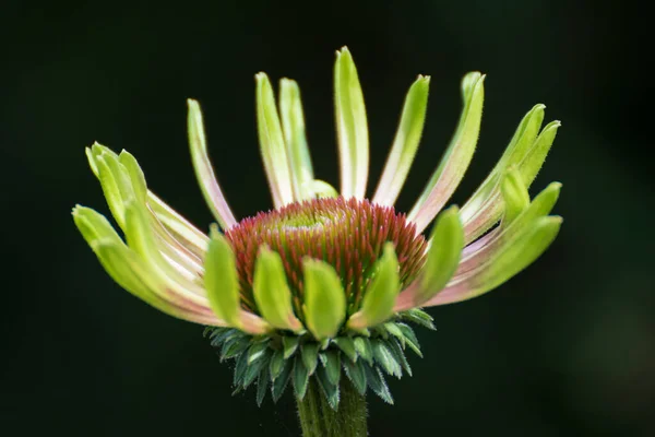 Közel Egy Gyönyörű Virág Egy Parkban Németországban — Stock Fotó