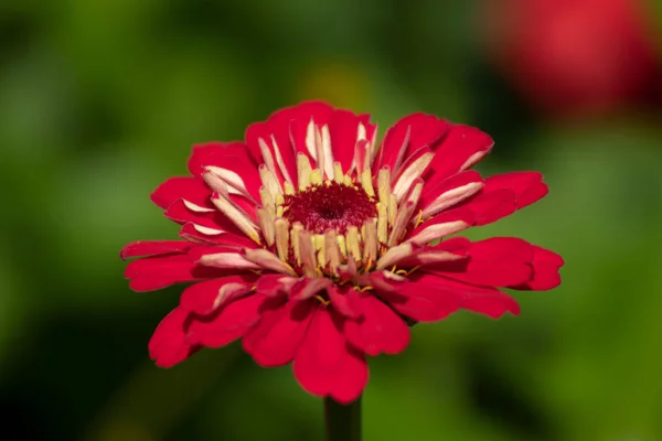 Közel Egy Gyönyörű Virág Egy Parkban Németországban — Stock Fotó