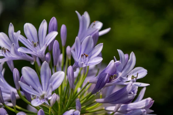 Närbild Vacker Blomma Park Tyskland Royaltyfria Stockfoton