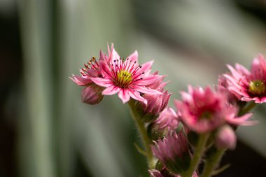Güzel bir çiçeğe yakın, Almanya 'da bir parkta bitki yetiştirmek.