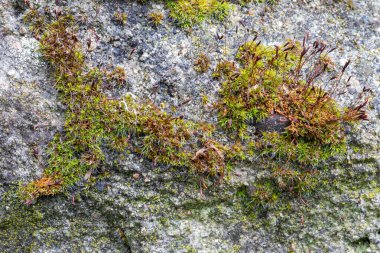 Güzel bir çiçeğe yakın, Almanya 'da bir parkta bitki yetiştirmek.