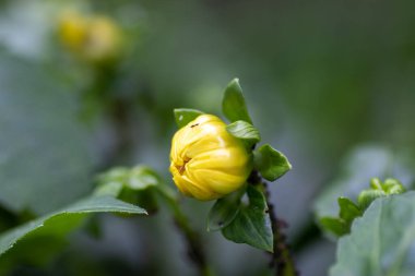 Güzel bir çiçeğe yakın, Almanya 'da bir parkta bitki yetiştirmek.