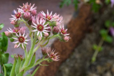 Yaz vakti bahçede güzel bir çiçeğe yaklaş.