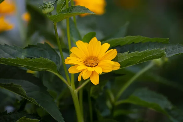 Gros Plan Une Belle Fleur Dans Jardin Heure Été — Photo