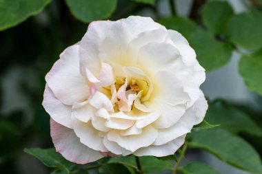 Yaz vakti bahçede güzel bir çiçeğe yaklaş.