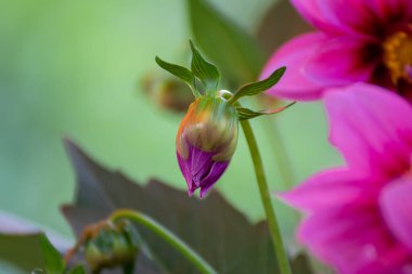Yaz vakti bahçede güzel bir çiçeğe yaklaş.