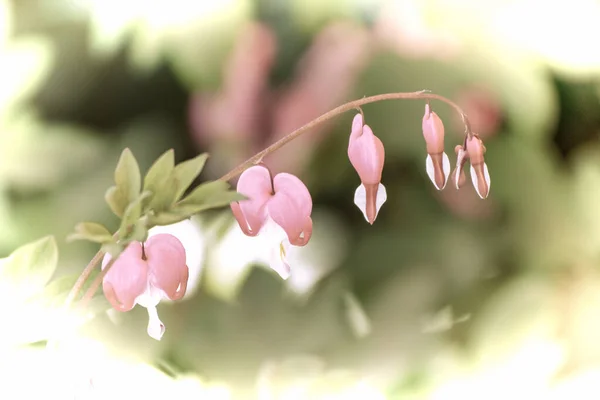 Закрытие Красивого Цветка Саду Весной Старом Фотографическом Стиле — стоковое фото